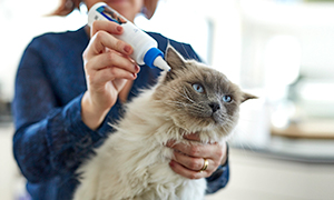 Was bedeutet Otitis?